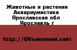 Животные и растения Аквариумистика. Ярославская обл.,Ярославль г.